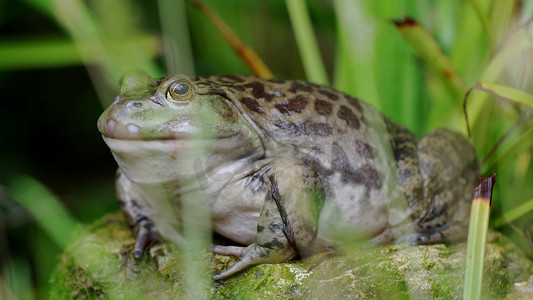 拍摄田地里的牛蛙青蛙池塘图片