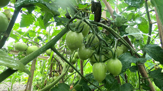 实拍夏至节气雨中的西红柿番茄