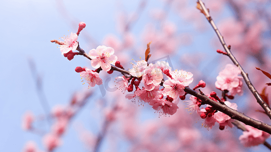 盛开的红腊梅花朵植物摄影图高清图
