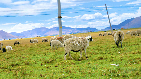 实拍清新草原牧场畜牧业绵羊牦牛吃草