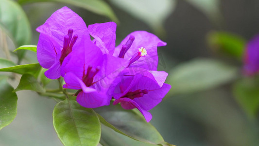 南庭芥紫色花朵风景素材