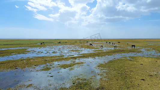 湿地草原马群风景航拍