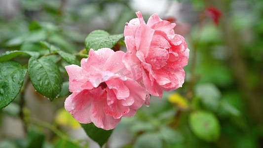 实拍雨后盛开的粉色玫瑰花自然风景意境