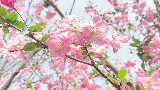 春天娇艳盛开的樱花特写风景