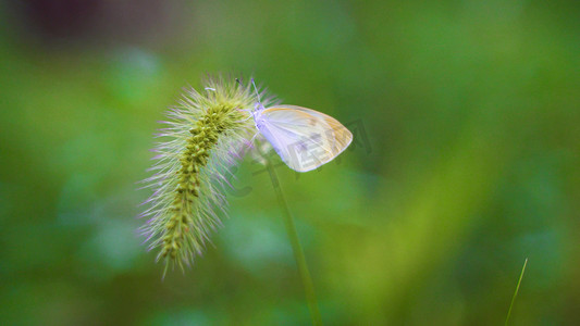 实拍蝴蝶停在花草上特写自然风景