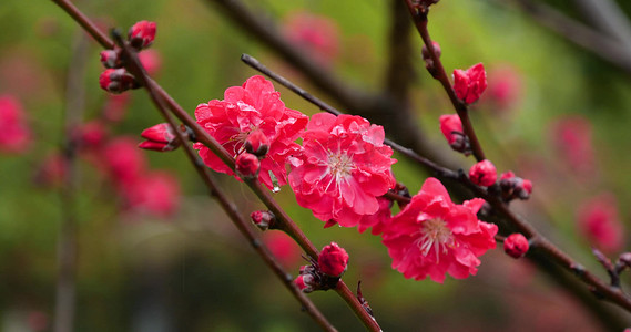 春雨雨中花朵春日花开红花