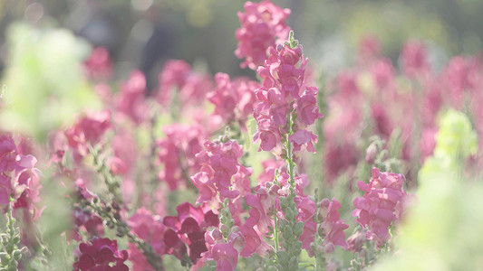 唯美逆光春天阳光下的粉色鲜花丛风景