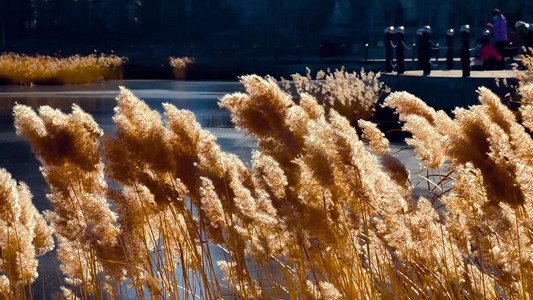 芦苇嫩芽摄影照片_冬天湖边的芦苇荡实拍高清图片