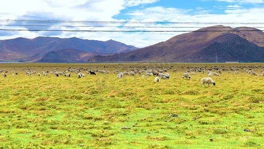 青藏高原气候变暖摄影照片_实拍蓝天白云下青藏高原吃草的羊群