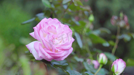 唯美春天鲜嫩欲滴的粉红玫瑰花特写实拍