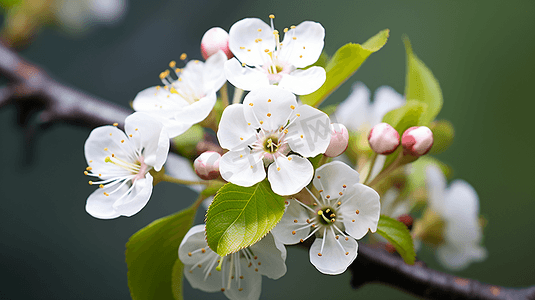 盛开的美丽梨花摄影