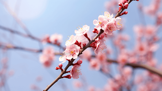 冬天冬日盛开的腊梅花花朵高清图片摄影图