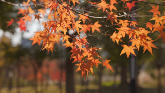 阳光照射下秋天金黄枫叶透光唯美意境多镜头