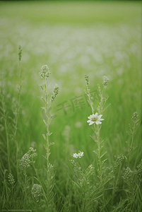 春天开着白色小花的绿色草地图52高清摄影图