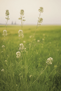 春天开着白色小花的绿色草地图8摄影配图