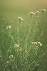 春天开着白色小花的绿色草地图16摄影照片