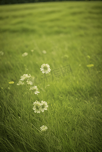 春天开着白色小花的绿色草地图2照片