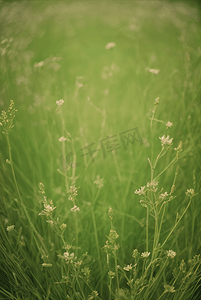 春天开着白色小花的绿色草地图56高清摄影图