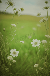 春天开着白色小花的绿色草地图34高清摄影图