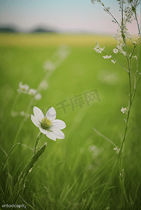 春天开着白色小花的绿色草地图39照片