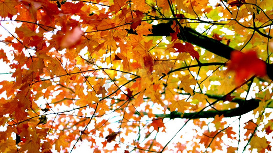 唯美仰拍秋天红枫叶落叶飘落慢镜头1080