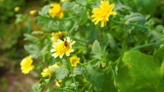 实拍夏天夏季夏日阳光花朵上停留的蜜蜂