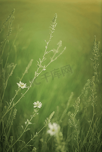 春天开着白色小花的绿色草地图27摄影配图