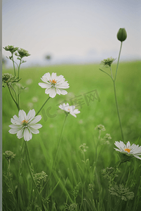 春天开着白色小花的绿色草地图21摄影照片
