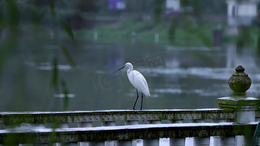 池塘边摄影照片_拍摄池塘边白鹭鸟群