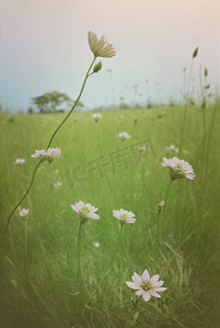 春天开着白色小花的绿色草地图54摄影图
