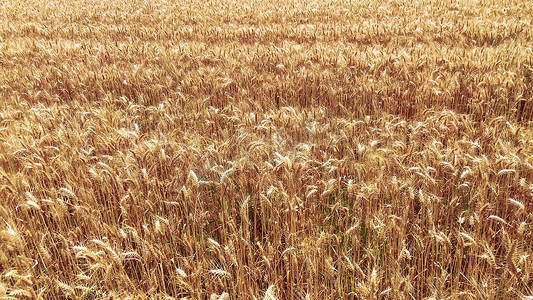 实拍秋天秋收麦子成熟麦田黄色的麦穗