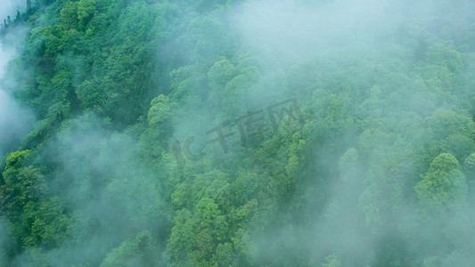 实拍唯美森林云雾缭绕迷雾森林自然风景