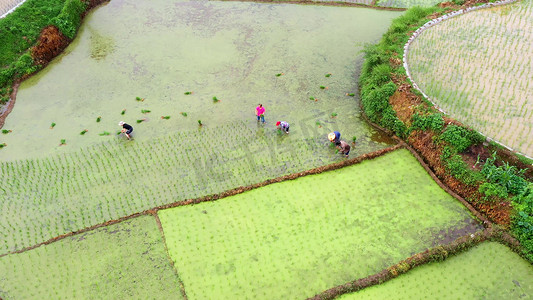 农民在稻田里插秧苗种稻谷芒种