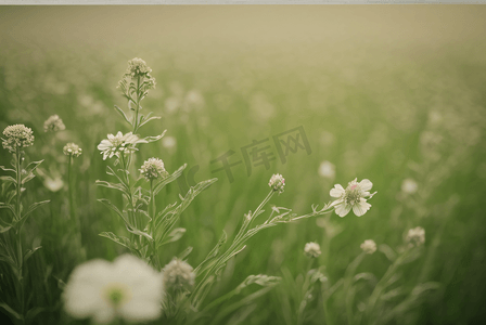 36绿色摄影照片_春天开着花的草地图片36