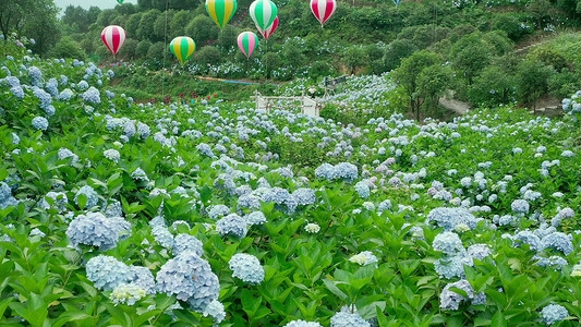 航拍唯美绣球花花海浪漫热气球告白风景