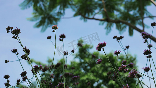 夏季夏天夏日唯美清新马鞭草紫色花卉夏季花朵