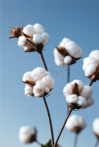 秋季成熟棉花图片120