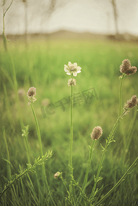 春天开着白色小花的绿色草地图41高清图片