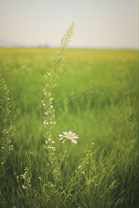 春天开着白色小花的绿色草地图30高清摄影图