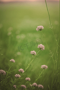 草地小花摄影照片_春天开着白色小花的绿色草地图35高清摄影图