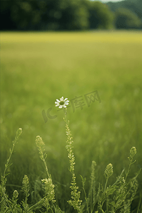 春天开着白色小花的绿色草地图37图片