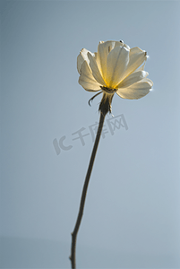 冬日暖阳照射下的美丽花朵图片25
