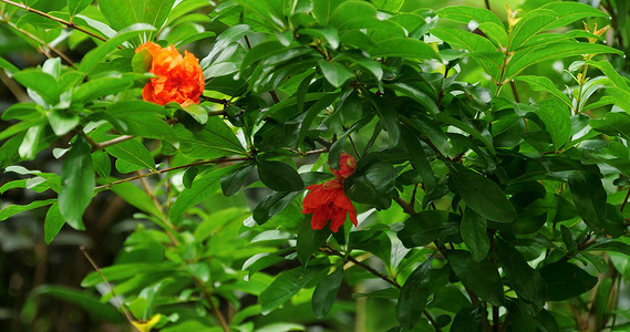 夏季夏天夏日石榴花花朵石榴树鲜花盛开