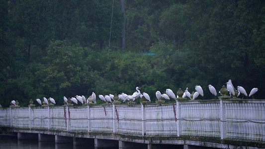 拍摄池塘边白鹭鸟群