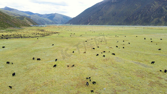 宏伟壮丽摄影照片_航拍宏伟中国青藏高原草原风景牦牛群