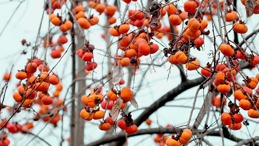 柿子树枝摄影照片_实拍熟透了的柿子挂在树枝上