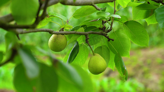 实拍夏季夏天农村田园风景风光果树上的水果青梨