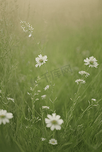 草地小花摄影照片_春天开着白色小花的绿色草地图15摄影配图