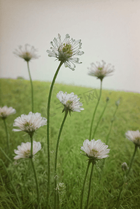 草地地图摄影照片_春天开着白色小花的绿色草地图43高清图片