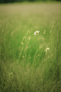 春天开着白色小花的绿色草地图50摄影照片